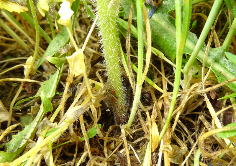 Borago officinalis - Boraginaceae